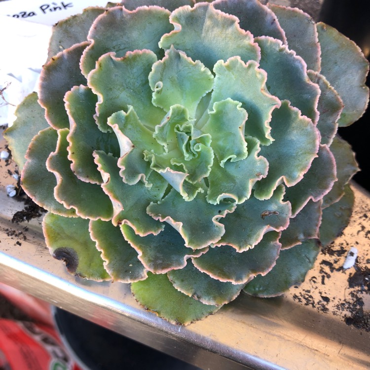 Plant image Echeveria Shaviana Hime