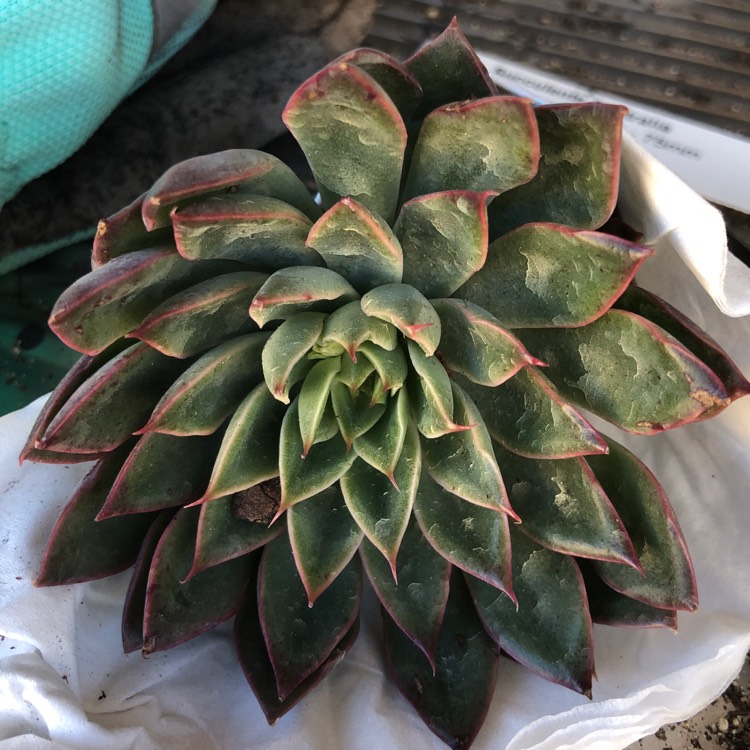 Plant image Echeveria Sagitta