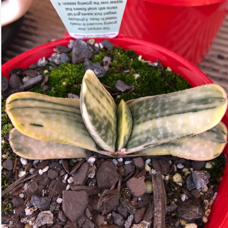 Plant image Gasteria obtusa f. variegata