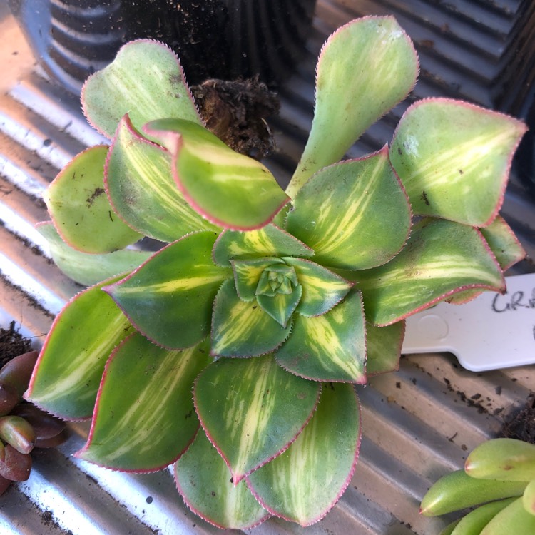 Plant image Aeonium 'Lemon & Lime'