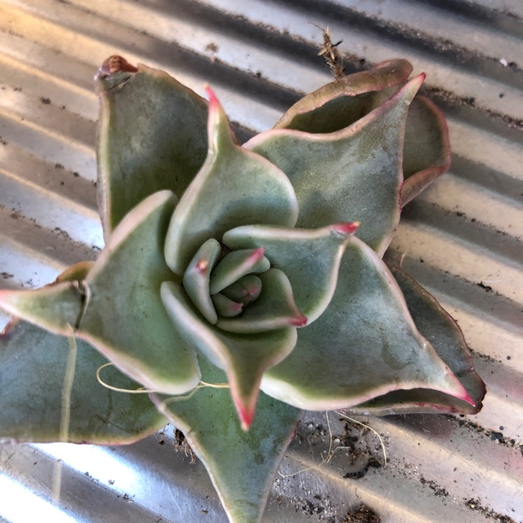 Plant image Echeveria Madiba