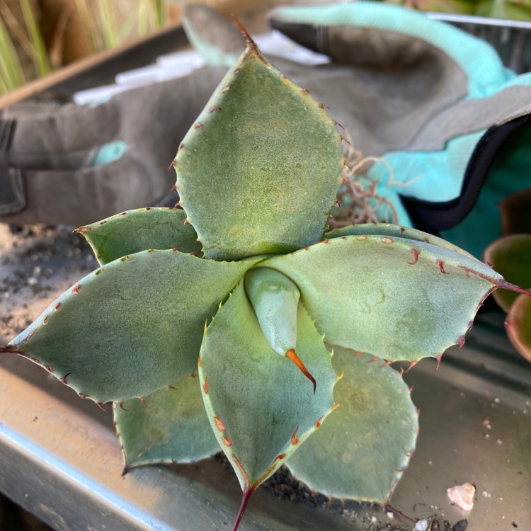 Plant image Agave parryi var. 'Truncata'