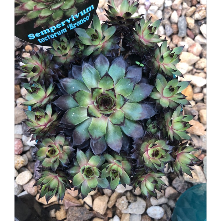 Plant image Sempervivum Bronco