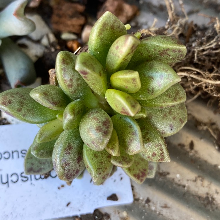 Plant image Adromischus Hemisphaericus