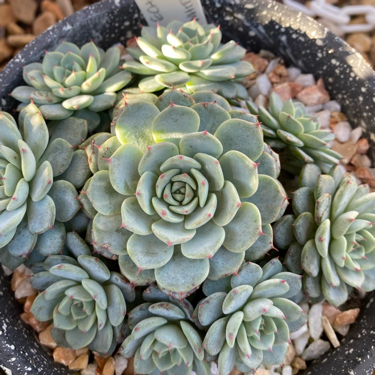 Plant image Echeveria Minima White Form