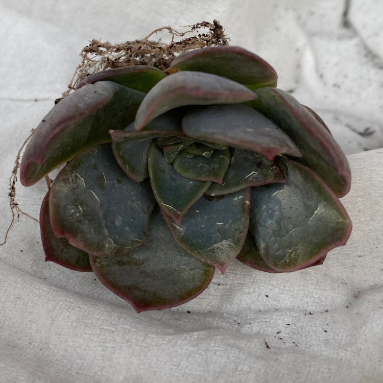 Plant image Echeveria Dark Ice