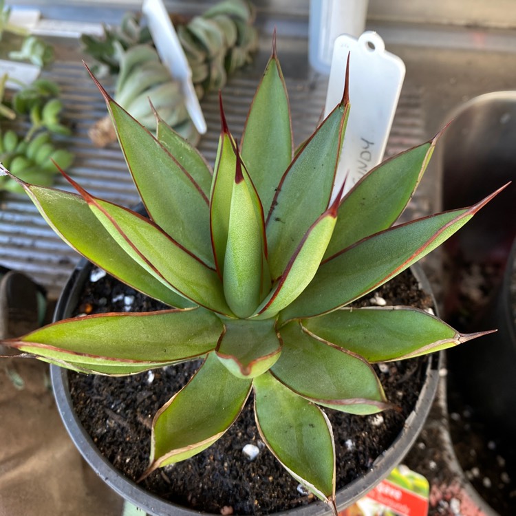 Plant image Agave Burnt Burgundy