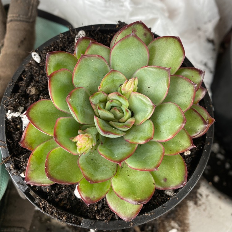 Plant image Echeveria Mexican