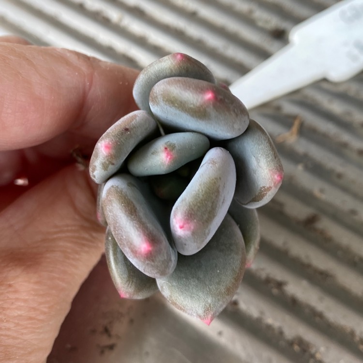 Plant image Pachyphytum Apple