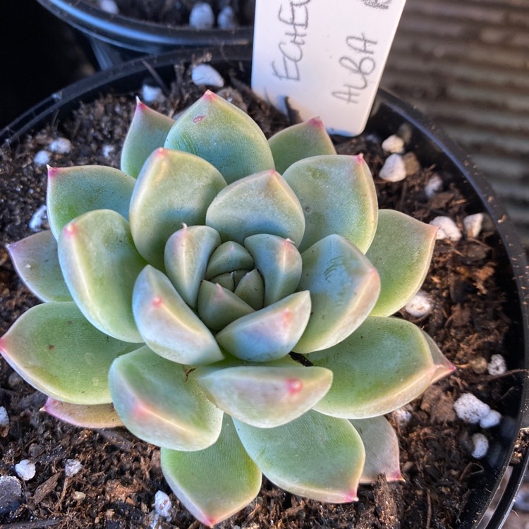 Plant image Echeveria Alba Beauty