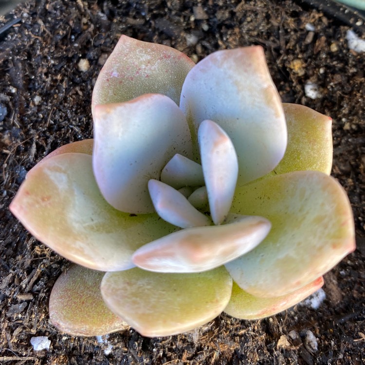 Plant image Graptoveria Pink Laui