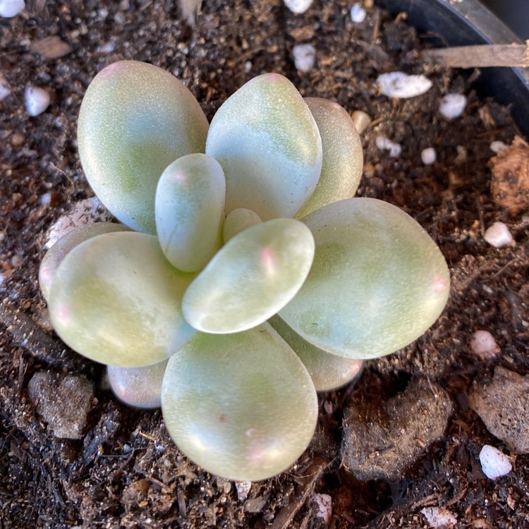 Plant image Echeveria Orange Monroe x Graptopetulum Amethystinum