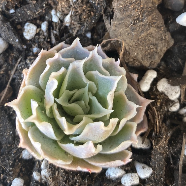 Plant image Echeveria Simulans Ascension