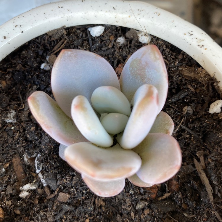 Plant image xGraptoveria Snow Peach