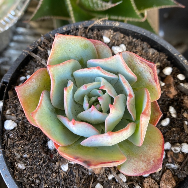 Plant image Echeveria lonzanii