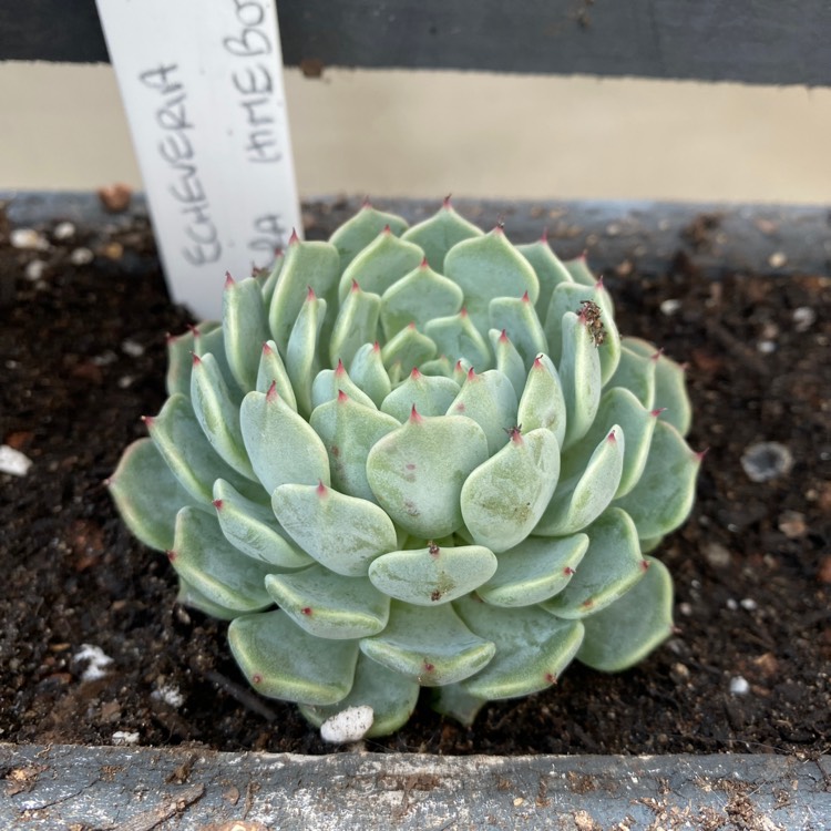 Plant image Echeveria Sara Hime Botan