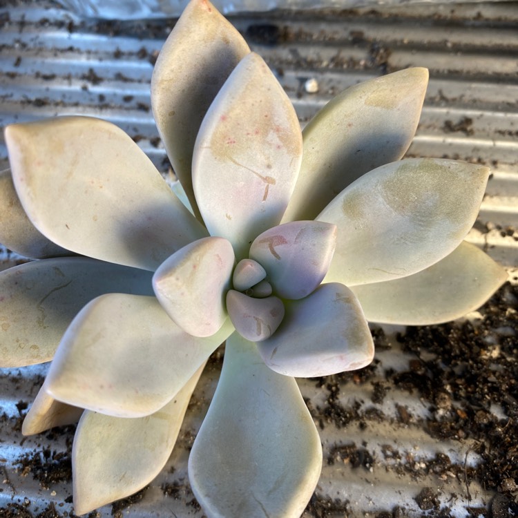 Plant image Graptoveria Tricolor