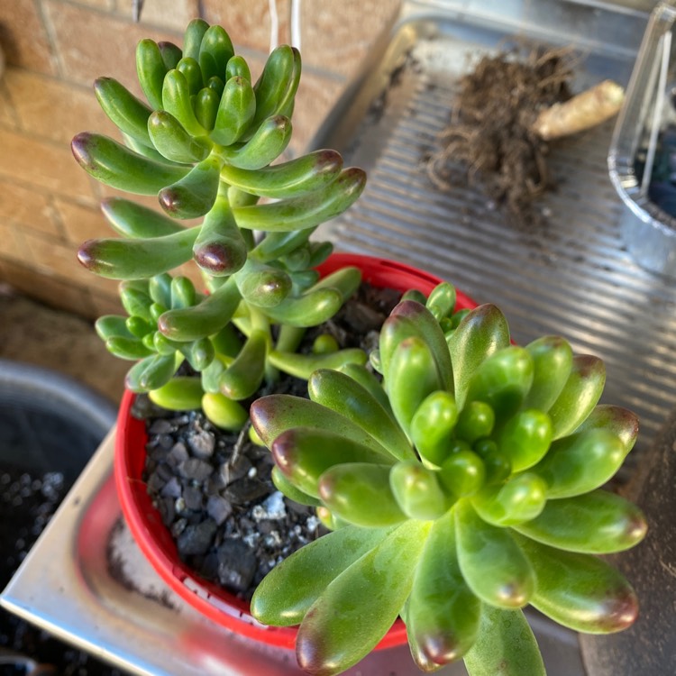 Plant image Sedum Pachyphyllum Jaspa 