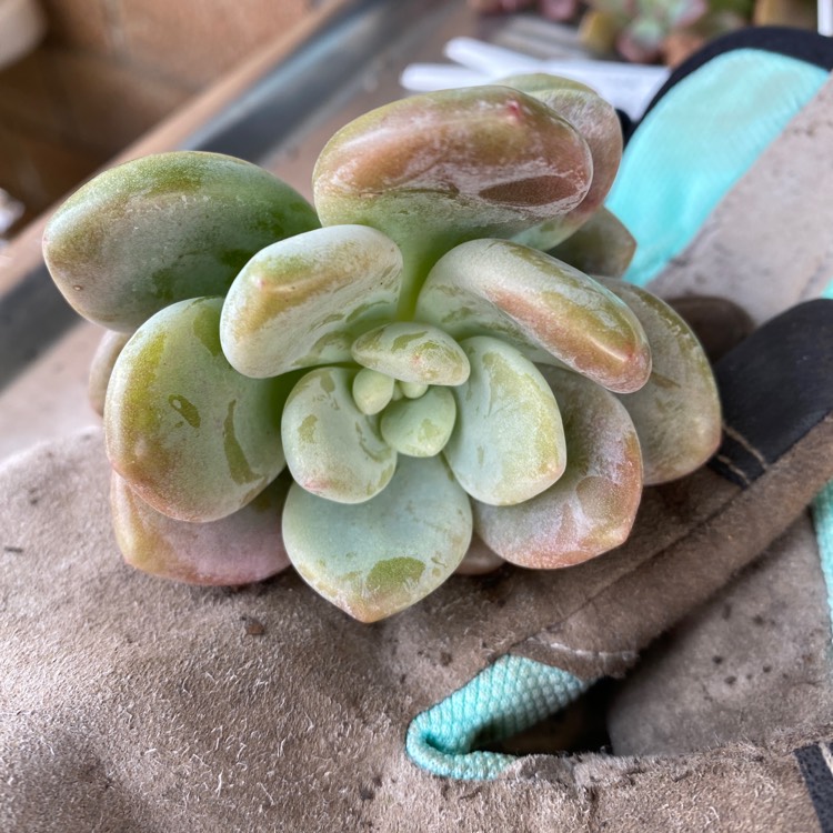 Plant image Graptosedum Miul