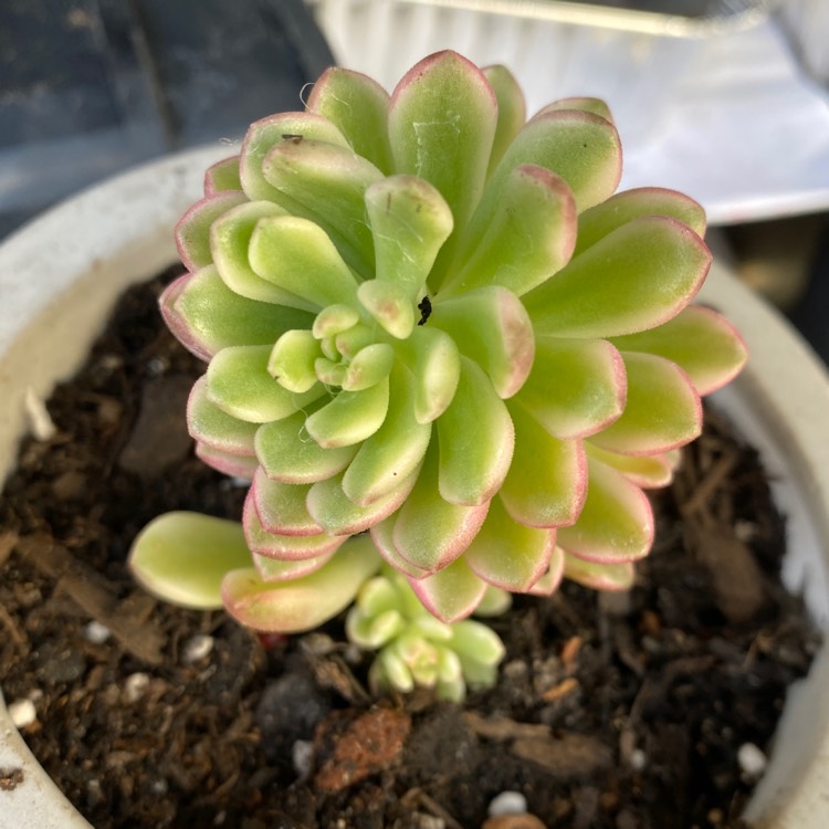 Plant image Sedum Joyce Tulloch Variegated