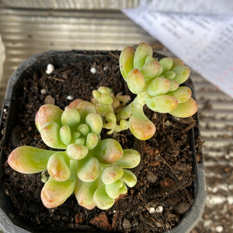 Plant image Sedum Commixtum