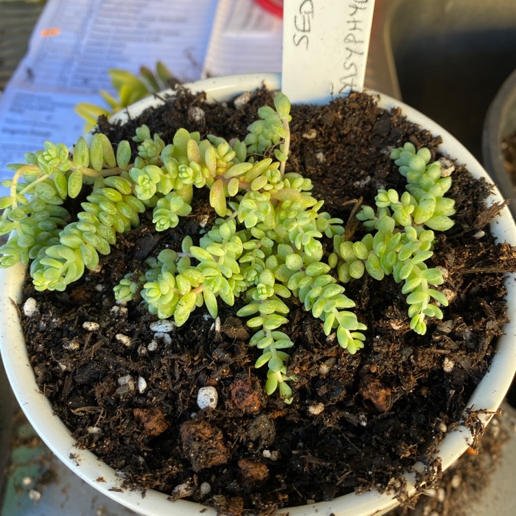 Plant image Sedum Dasyphyllum Blue Tears 