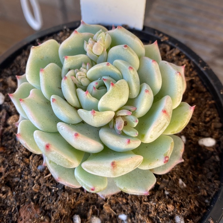 Plant image Echeveria Lunas