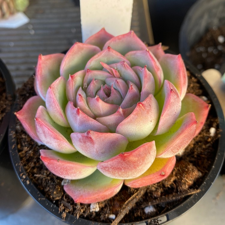 Plant image Echeveria Silhouette