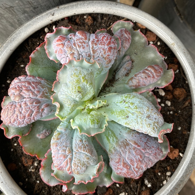 Plant image Echeveria Linguas