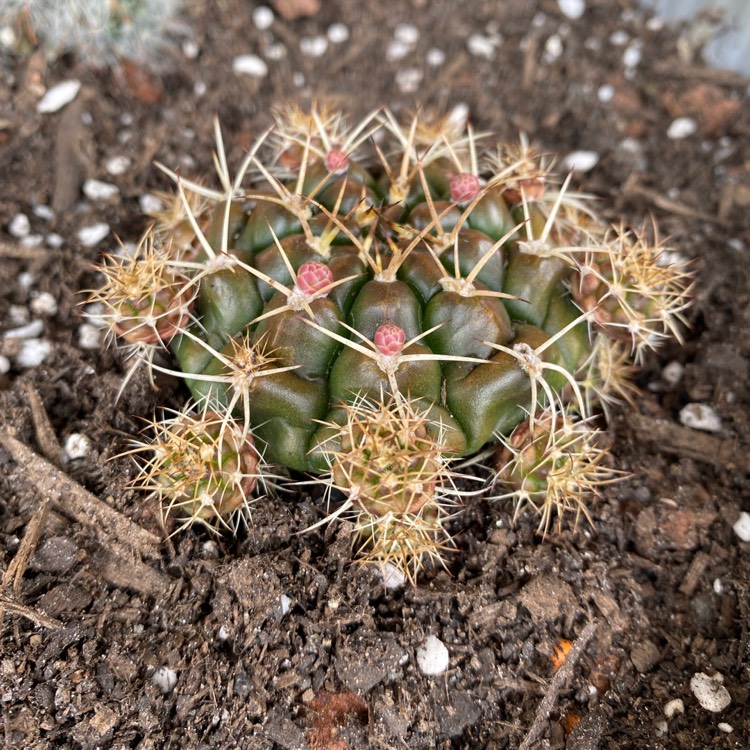 Plant image Gymnocalycium Anisitsii Var Compactum 