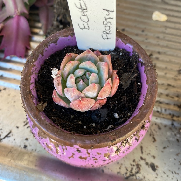 Plant image Echeveria ‘Frosty Bloom'