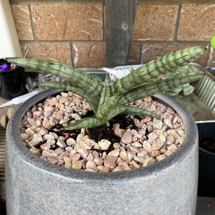 Plant image Sansevieria Boncellensis