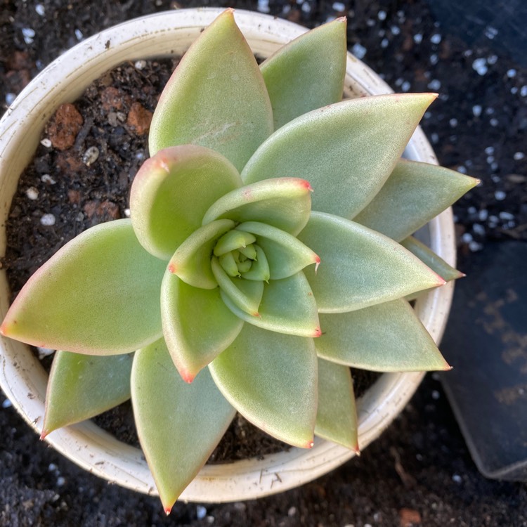 Plant image Echeveria Agavoides La Virgin 