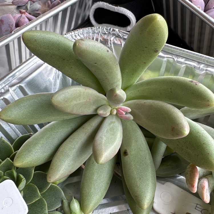 Plant image Pachyphytum viride