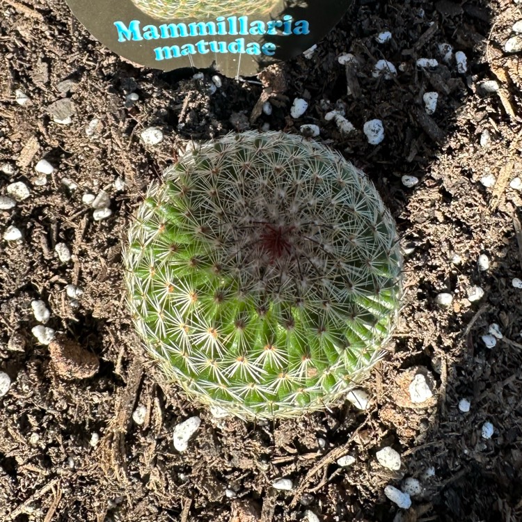 Plant image Mammillaria matudae