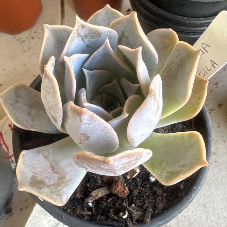 Plant image Echeveria Lucila