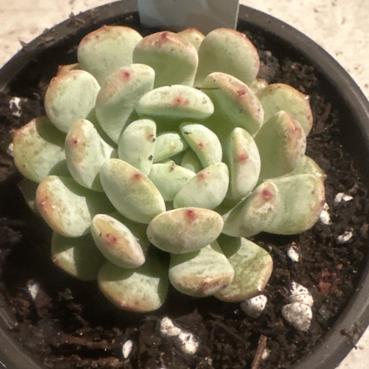 Plant image Echeveria Viant