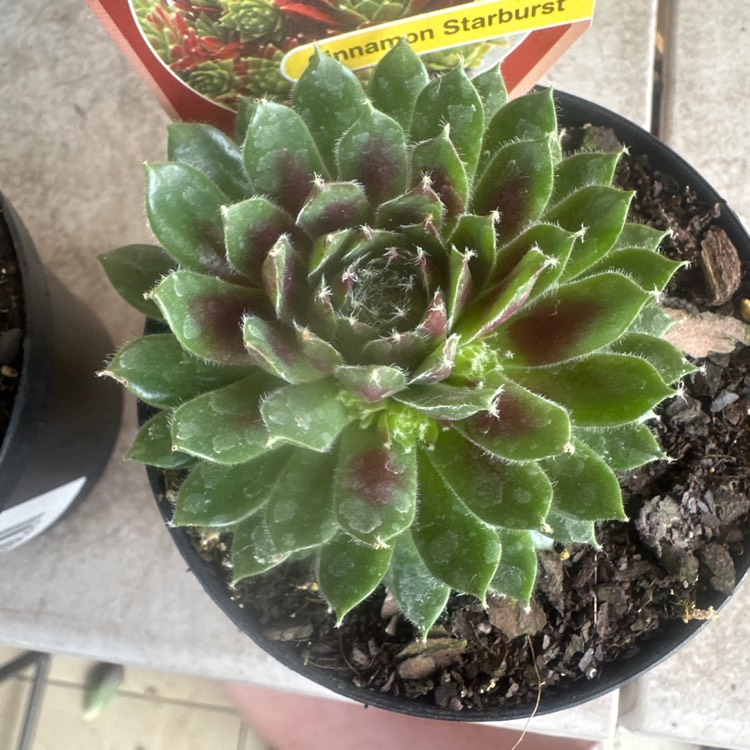 Plant image Sempervivum Cinnamon Starburst