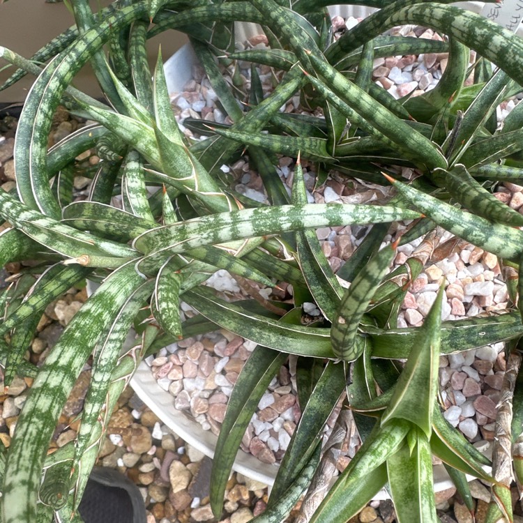 Plant image Sansevieria ballyi