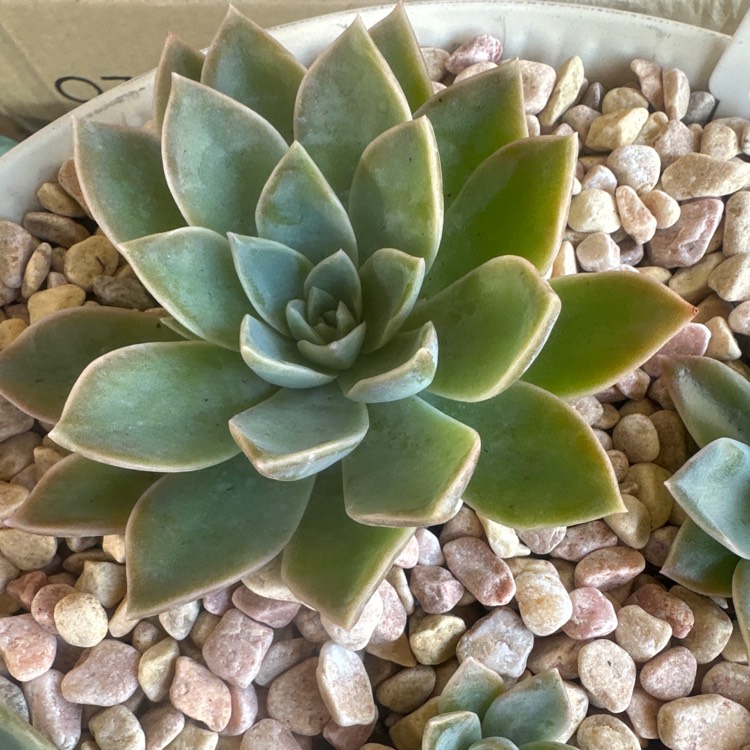 Plant image xGraptoveria Manda