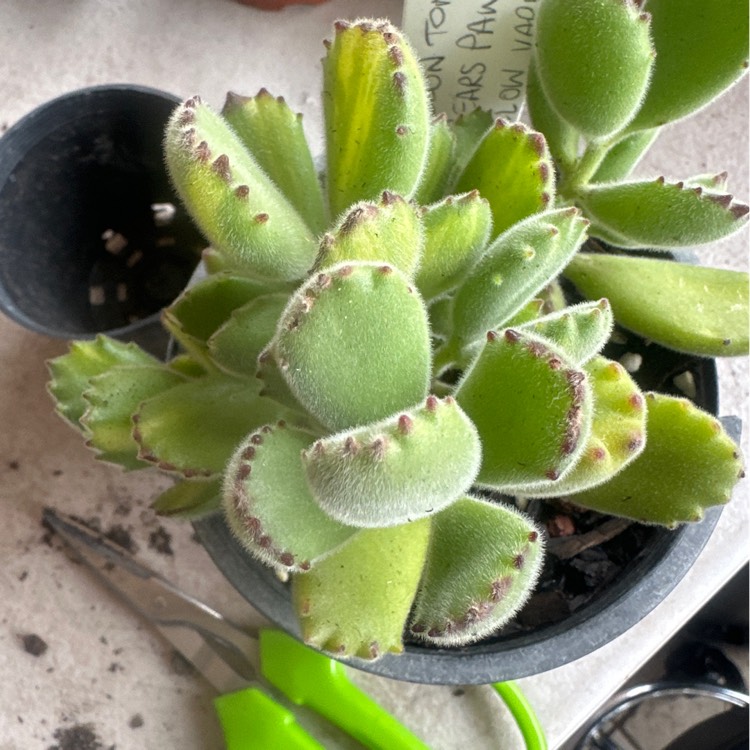 Plant image Cotyledon Tomentosa Variegata Yellow