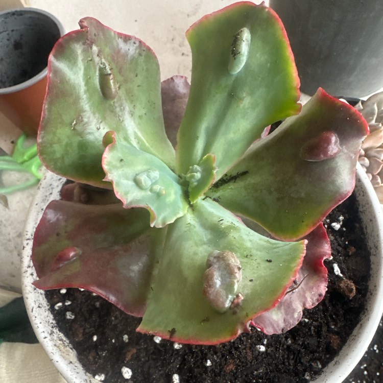 Plant image Echeveria Etna