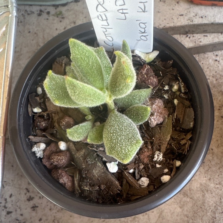 Plant image Cotyledon tomentosa subsp. ladysmithensis