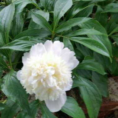 Peony