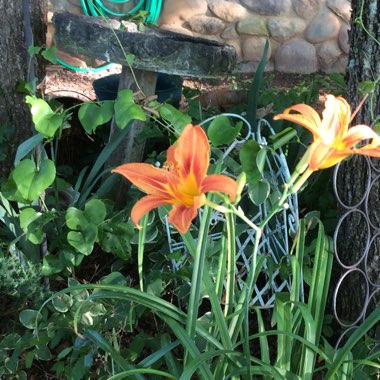 Daylily (Species) Common Orange Daylily