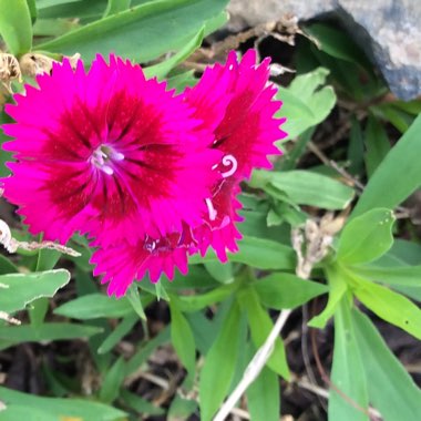 China Pink 'Floral Lace Picotee'