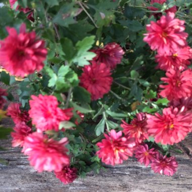 Garden Mum 'Mila™ Red'