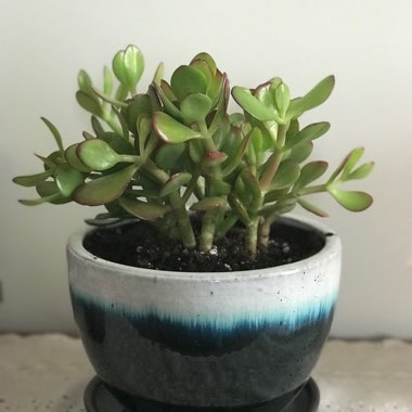 Dwarf Jade