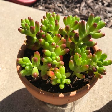 Sedum 'Red Jelly Beans'