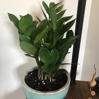 ZZ Plant